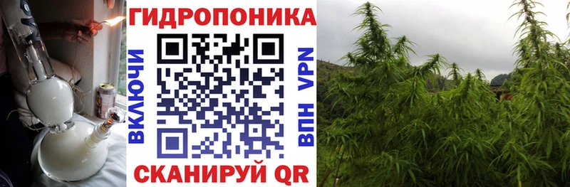 МАРИХУАНА сатива  Плёс 